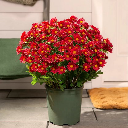 🔥 52% OFF Today Only 🔥 - Artificial Outdoor Mums Flowers - UV resistant, Waterproof, Windproof🌼