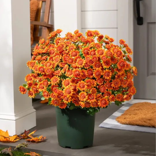 🔥 52% OFF Today Only 🔥 - Artificial Outdoor Mums Flowers - UV resistant, Waterproof, Windproof🌼