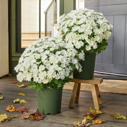 🔥 52% OFF Today Only 🔥 - Artificial Outdoor Mums Flowers - UV resistant, Waterproof, Windproof🌼
