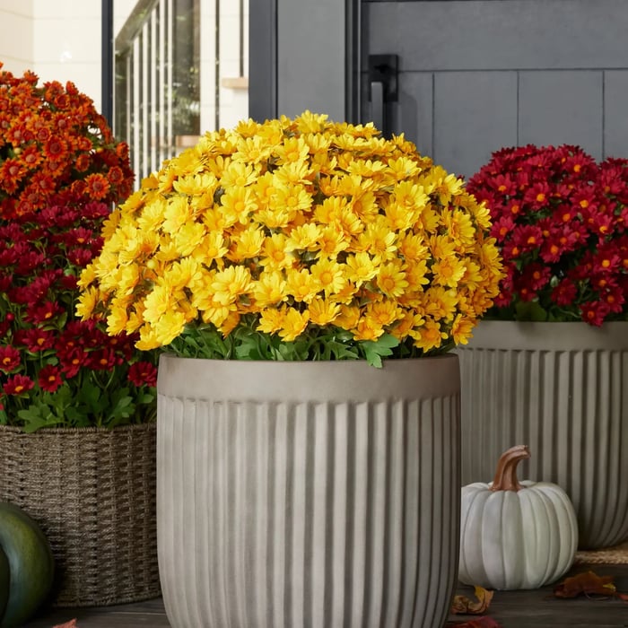 🔥 52% OFF Today Only 🔥 - Artificial Outdoor Mums Flowers - UV resistant, Waterproof, Windproof🌼