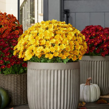🔥 52% OFF Today Only 🔥 - Artificial Outdoor Mums Flowers - UV resistant, Waterproof, Windproof🌼