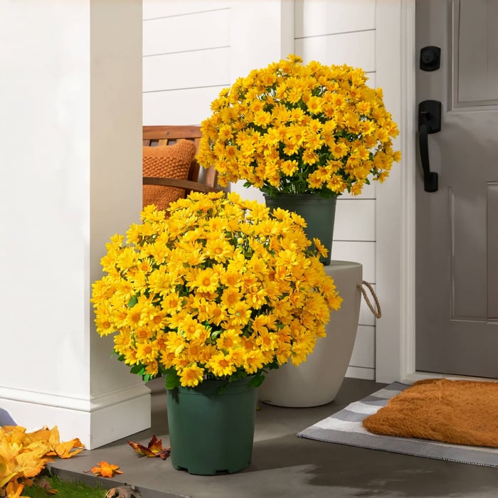 🔥 52% OFF Today Only 🔥 - Artificial Outdoor Mums Flowers - UV resistant, Waterproof, Windproof🌼
