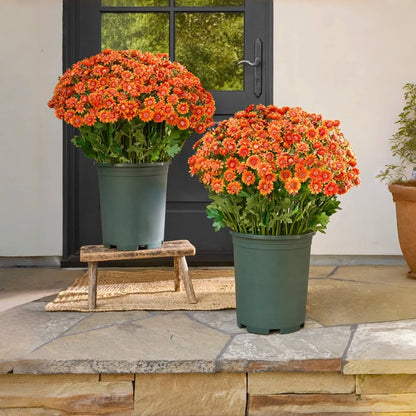 🔥 52% OFF Today Only 🔥 - Artificial Outdoor Mums Flowers - UV resistant, Waterproof, Windproof🌼